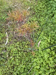 Persoonia juniperina