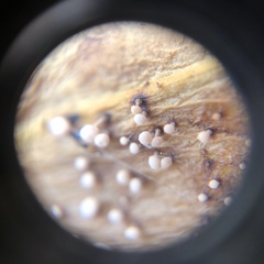 Physalacria stilboidea