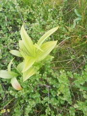 Veratrum lobelianum