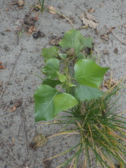 Populus × canadensis
