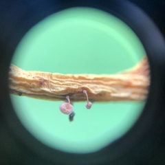 Physalacria stilboidea