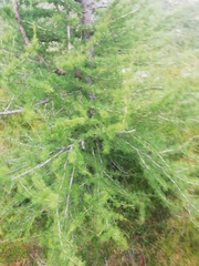 Larix sibirica