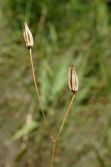 Crepis pulchra