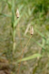 Crepis pulchra
