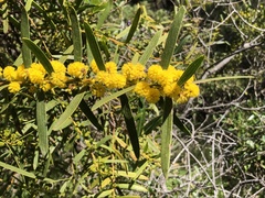 Acacia cochlearis
