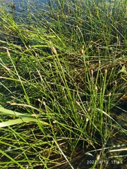 Eleocharis palustris