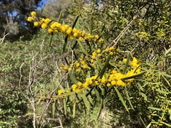 Acacia cochlearis