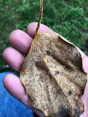 Physalacria stilboidea