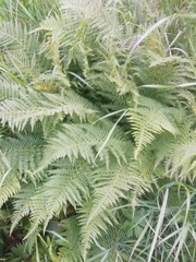 Athyrium distentifolium