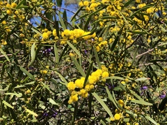 Acacia cochlearis