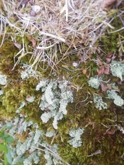 Cladonia bellidiflora