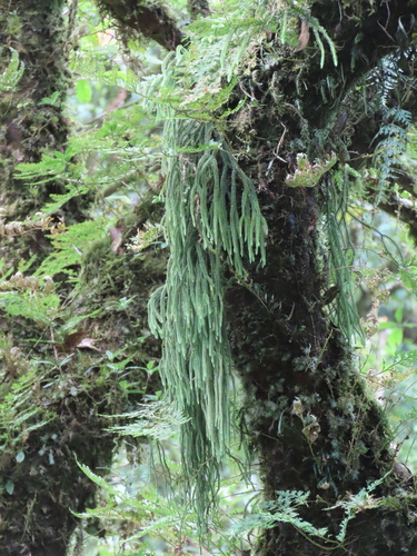Huperzia fargesii iNat (3)