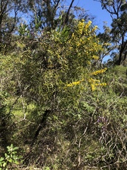 Acacia cochlearis