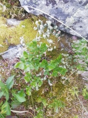 Vaccinium myrtillus