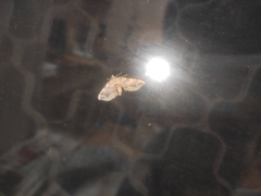 Pelurga comitata