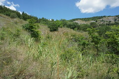 Crepis pulchra