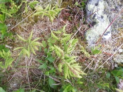 Gymnocarpium dryopteris