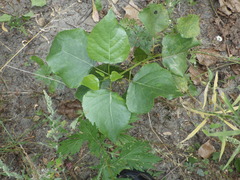 Populus × canadensis