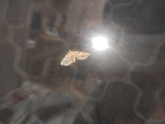 Pelurga comitata