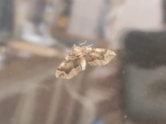 Pelurga comitata