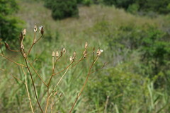 Crepis pulchra