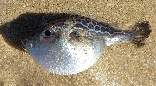 Pelagocephalus marki Heemstra & Smith, 1981