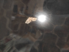 Pelurga comitata