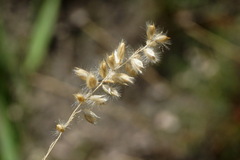 Melica transsilvanica