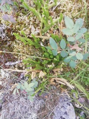 Lycopodiaceae