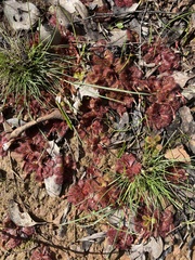 Drosera aberrans