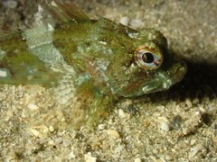 Taurulus bubalis
