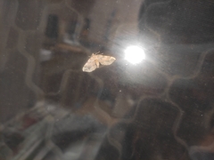 Pelurga comitata