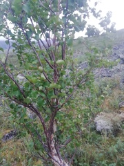 Betula pubescens