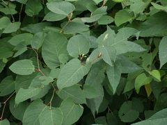 Reynoutria × bohemica