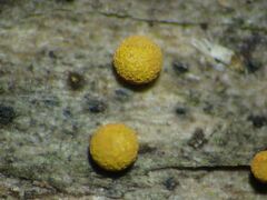 Physarum auriscalpium