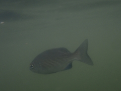 Kyphosus cinerascens