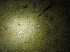 Scophthalmus rhombus