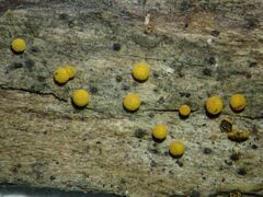 Physarum auriscalpium