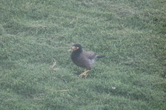 Acridotheres tristis