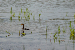 Microcarbo africanus