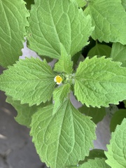 Galinsoga quadriradiata