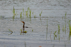 Microcarbo africanus