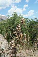 Astragalus ponticus