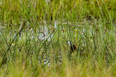 Actophilornis africanus