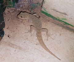Mediodactylus kotschyi