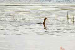 Microcarbo africanus