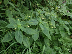Impatiens parviflora