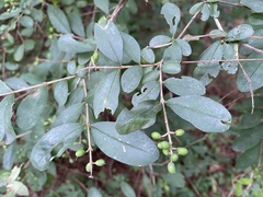 Ligustrum obtusifolium