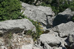 Bupleurum fruticosum