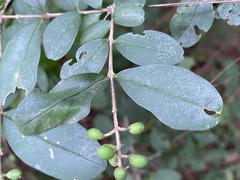 Ligustrum obtusifolium